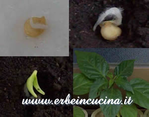 Evoluzione Habanero