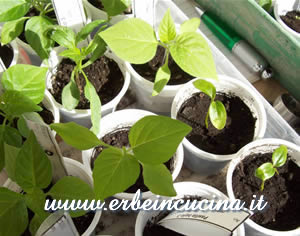 Indoor seeding: tomatillo, annatto, peppers
