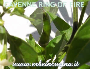 Cayenne Ring of Fire