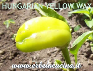 Hungarian Yellow Wax