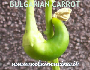 Bulgarian Carrot