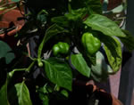 I primi Habanero