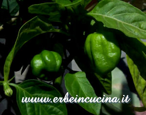 Peperoncini Habanero