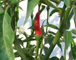 Chilies are ripening
