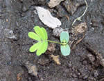 Mimosa pudica