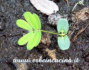 Mimosa pudica