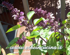 Cinnamon Basil