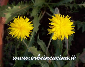 Dandelion
