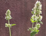 Nepetella e nepeta cataria