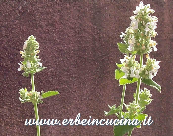 Nepeta cataria