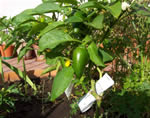 Peperoncino Jalapeño