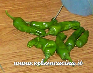 Shishito pepper