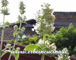 Catnip (Nepeta Cataria)
