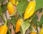 Aji habanero