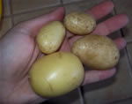 Patate invernali