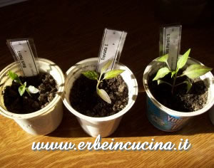 Black Pearl, Traviata, Fluorescent Pepper