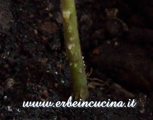 Pepper ready to be transplanted