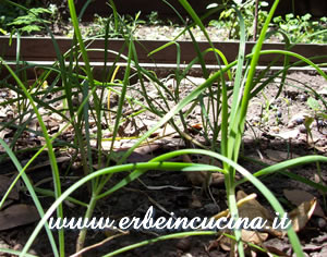 Chives Garlic