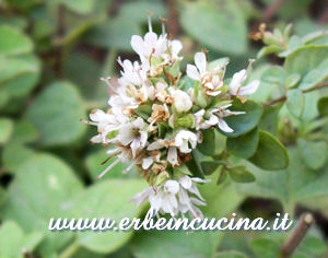 Greek oregano