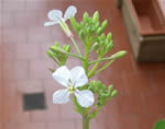 Horseradish flower