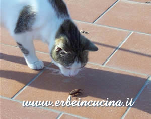 Gatto a caccia