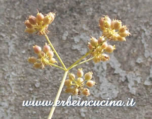Coriander seeds