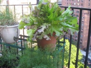 Terrace Garden Salad