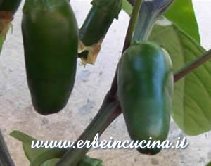 Jalapeno