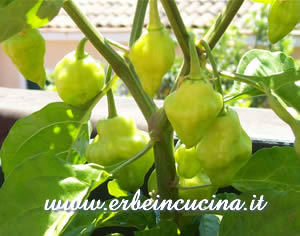 Primi peperoncini