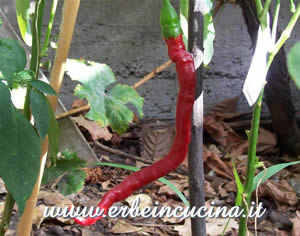 Cayenne Joes Long