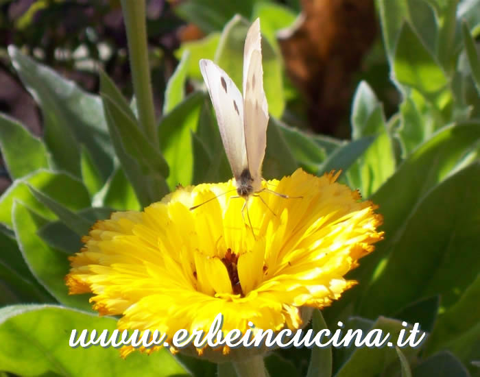 Farfalla su calendula