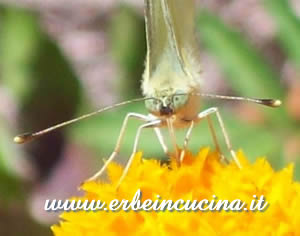 Butterfly close-up