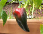 Poblano