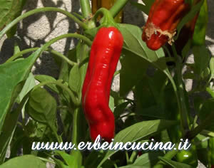 Shishito Chili Pepper