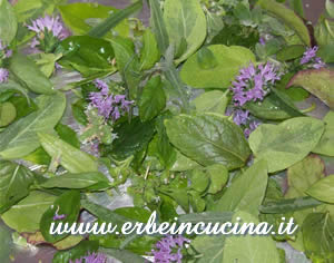 Herbes de Provence