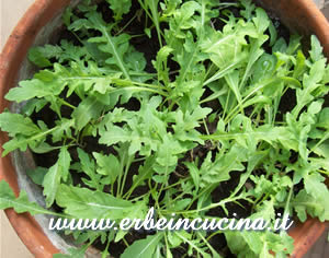 Rucola