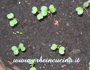 Turnip tops