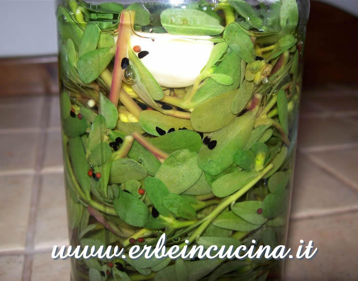 Pickled green purslane