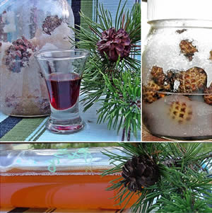 Mountain pine syrup and Mountain pine grappa