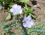 Fiori di lino