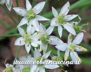 Fiori di Nira (Aglio Cinese)