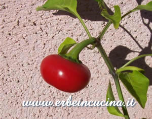 Large Cherry