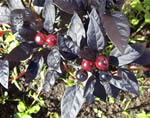 Peperoncino Black Pearl