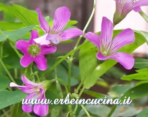Wood sorrel