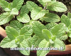 Round-leaved mint