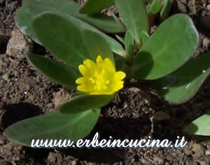Green purslane