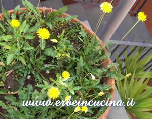 Dandelion