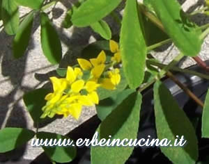 Yellow sweet clover