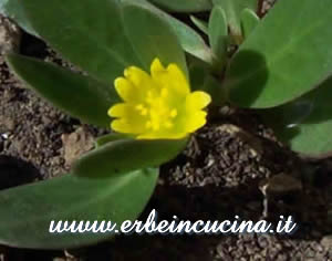 Fiore di Portulaca