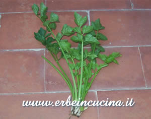 Celery